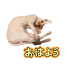 桃乃助PART2（個別スタンプ：3）