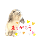 たれ耳うさぎのしろちゃん(u•.•u)（個別スタンプ：2）