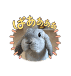 たれ耳うさぎのしろちゃん(u•.•u)（個別スタンプ：3）