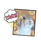 たれ耳うさぎのしろちゃん(u•.•u)（個別スタンプ：7）