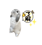 たれ耳うさぎのしろちゃん(u•.•u)（個別スタンプ：9）
