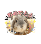 たれ耳うさぎのしろちゃん(u•.•u)（個別スタンプ：10）