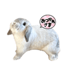 たれ耳うさぎのしろちゃん(u•.•u)（個別スタンプ：11）