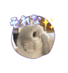 たれ耳うさぎのしろちゃん(u•.•u)（個別スタンプ：12）