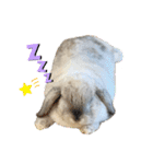 たれ耳うさぎのしろちゃん(u•.•u)（個別スタンプ：14）