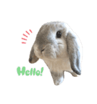 たれ耳うさぎのしろちゃん(u•.•u)（個別スタンプ：17）