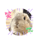 たれ耳うさぎのしろちゃん(u•.•u)（個別スタンプ：18）