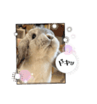 たれ耳うさぎのしろちゃん(u•.•u)（個別スタンプ：21）