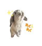 たれ耳うさぎのしろちゃん(u•.•u)（個別スタンプ：22）