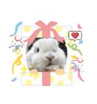 たれ耳うさぎのしろちゃん(u•.•u)（個別スタンプ：24）