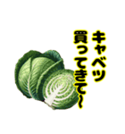 買ってきてシリーズ（野菜編①）（個別スタンプ：1）