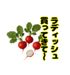 買ってきてシリーズ（野菜編①）（個別スタンプ：16）