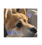 ⭐︎武蔵スタンプ第2弾⭐︎（個別スタンプ：12）