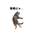 会社を入社1時間で辞める猫（個別スタンプ：3）