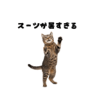 会社を入社1時間で辞める猫（個別スタンプ：7）
