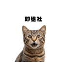 会社を入社1時間で辞める猫（個別スタンプ：19）