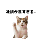 会社を入社1時間で辞める猫（個別スタンプ：21）