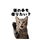 会社を入社1時間で辞める猫（個別スタンプ：25）