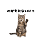 会社を入社1時間で辞める猫（個別スタンプ：37）
