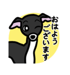 【ブラック3】1年中使えるイタグレスタンプ（個別スタンプ：1）