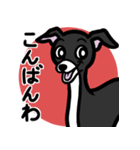 【ブラック3】1年中使えるイタグレスタンプ（個別スタンプ：3）