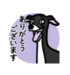 【ブラック3】1年中使えるイタグレスタンプ（個別スタンプ：5）