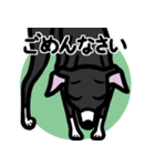 【ブラック3】1年中使えるイタグレスタンプ（個別スタンプ：7）