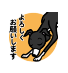 【ブラック3】1年中使えるイタグレスタンプ（個別スタンプ：9）