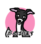 【ブラック3】1年中使えるイタグレスタンプ（個別スタンプ：11）