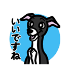 【ブラック3】1年中使えるイタグレスタンプ（個別スタンプ：13）