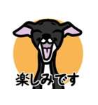 【ブラック3】1年中使えるイタグレスタンプ（個別スタンプ：16）