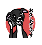 【ブラック3】1年中使えるイタグレスタンプ（個別スタンプ：17）