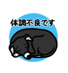 【ブラック3】1年中使えるイタグレスタンプ（個別スタンプ：20）