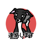 【ブラック3】1年中使えるイタグレスタンプ（個別スタンプ：24）