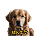 犬好きなスタンプ101（個別スタンプ：1）