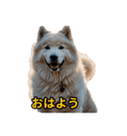 犬好きなスタンプ101（個別スタンプ：6）