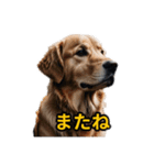 犬好きなスタンプ101（個別スタンプ：10）