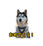 犬好きなスタンプ101（個別スタンプ：14）