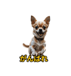 犬好きなスタンプ101（個別スタンプ：17）