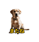 犬好きなスタンプ101（個別スタンプ：19）