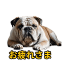 犬好きなスタンプ101（個別スタンプ：20）