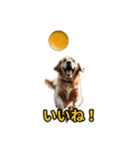 犬好きなスタンプ101（個別スタンプ：22）