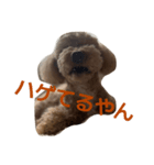 ぷ〜の気持ち（個別スタンプ：1）
