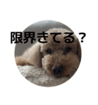 ぷ〜の気持ち（個別スタンプ：2）