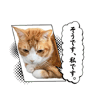 ニャンニャン兄妹(パート1)（個別スタンプ：3）