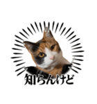 ニャンニャン兄妹(パート1)（個別スタンプ：5）