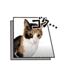 ニャンニャン兄妹(パート1)（個別スタンプ：6）