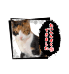 ニャンニャン兄妹(パート1)（個別スタンプ：7）