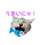 キジトラサバトラ（個別スタンプ：9）