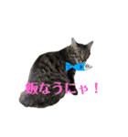 キジトラサバトラ（個別スタンプ：10）